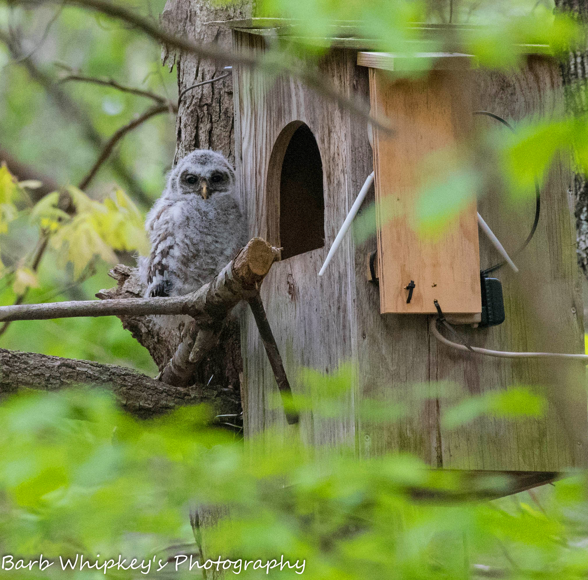 SOMD Audubon » Nest Boxes