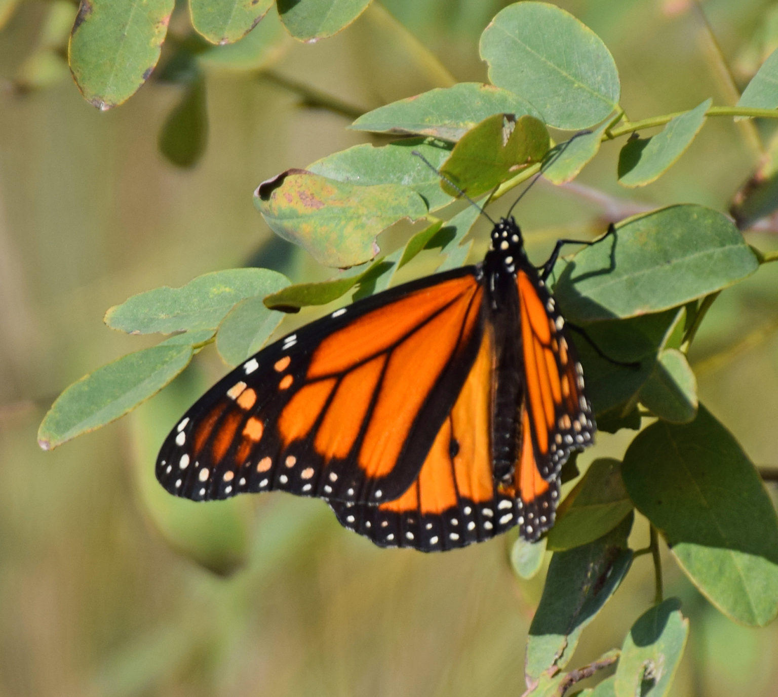 SOMD Audubon Mystical Monarchs Migration and Conservation of the