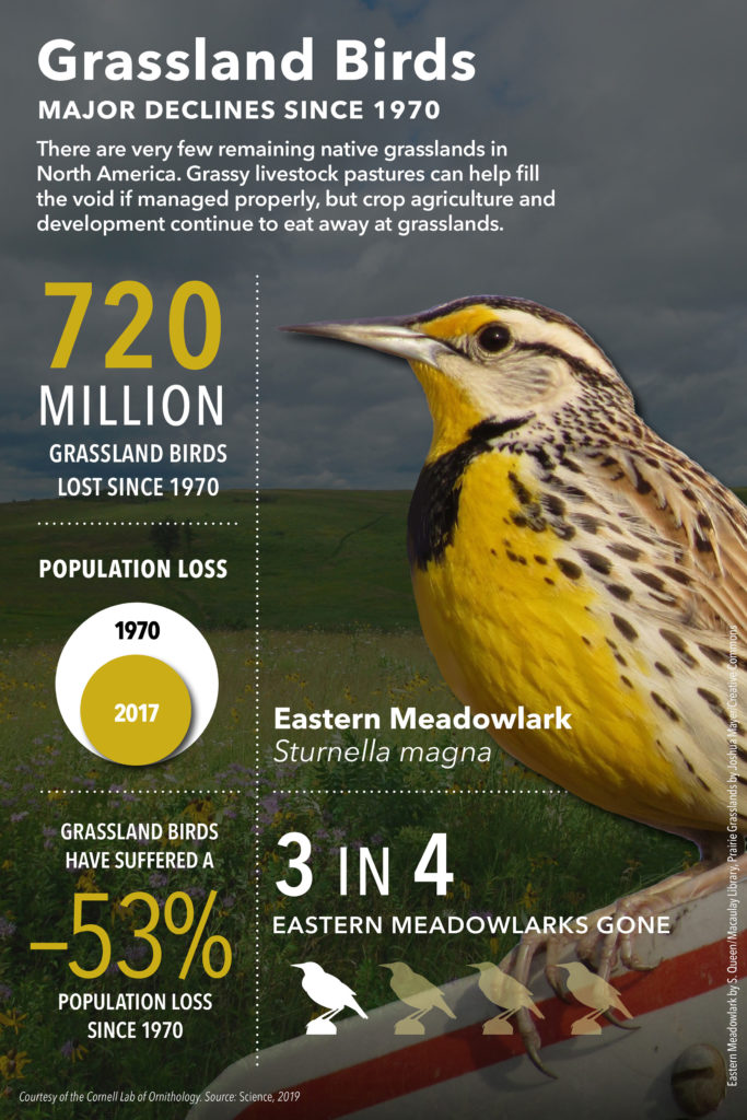 Infographic on grassland bird declines