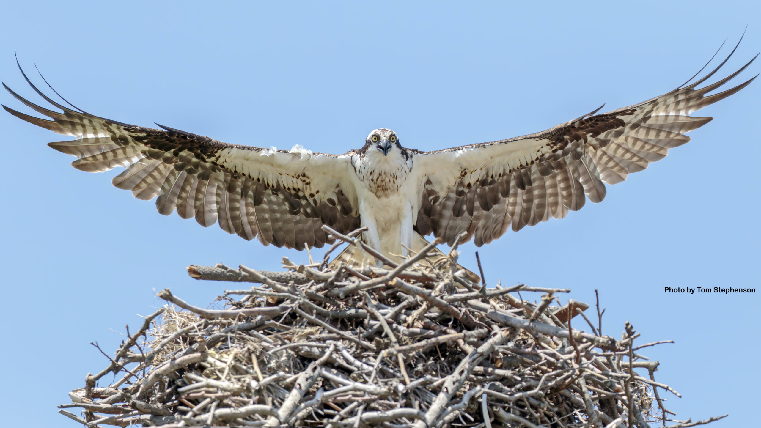 Osprey Newsletter