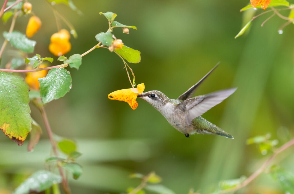 Ruby-throated Hummingbird, juvenile, and Impatiens capensis (Spotted Touch-Me-Not)